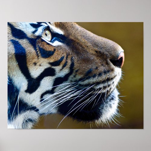 Beautiful Tigers Face Poster