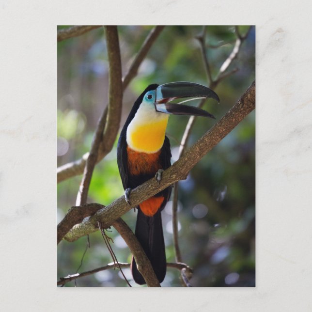 Beautiful toucan bird in a tree nature scenery postcard (Front)