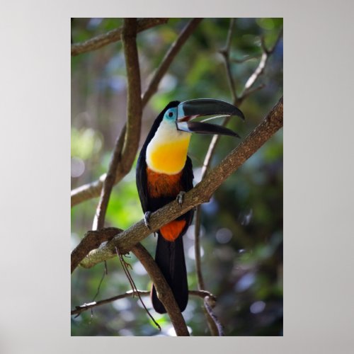 Beautiful toucan bird in a tree nature scenery poster