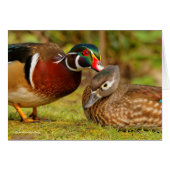 Beautiful Touching Moment Between Wood Ducks (Front Horizontal)