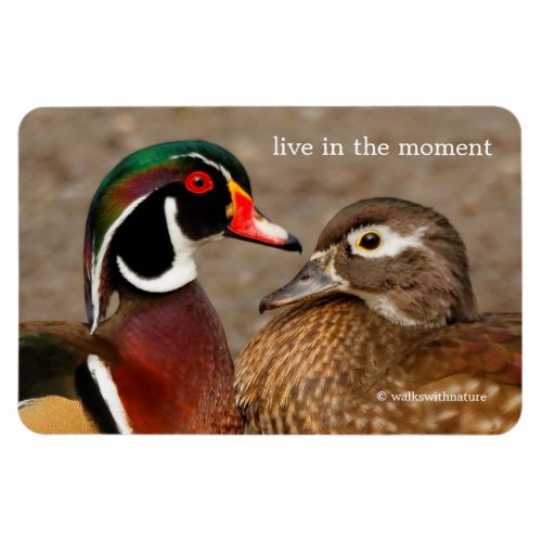 Beautiful Touching Moment Between Wood Ducks Magnet