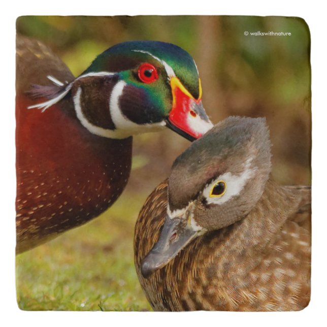 Beautiful Touching Moment Between Wood Ducks Trivet (Front)