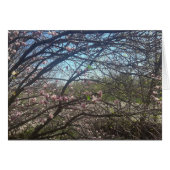 Beautiful Tree Branches Magnolia Tree Blank Card (Front Horizontal)