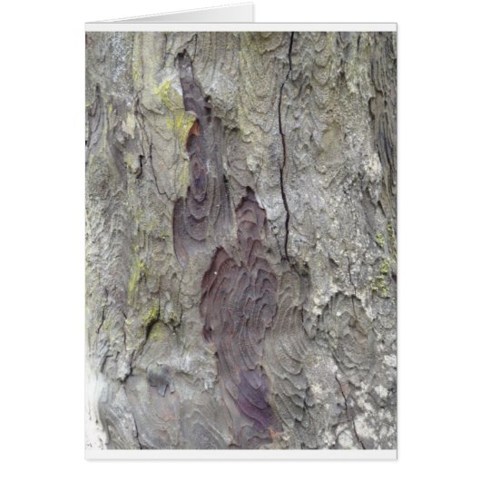 Beautiful Tree Cards (Front)