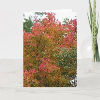 Beautiful Tree, God's Beauty Card