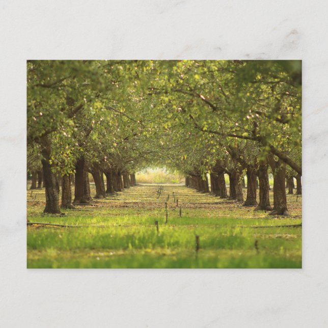 Beautiful Trees, Almond Orchard Farm Post Card (Front)
