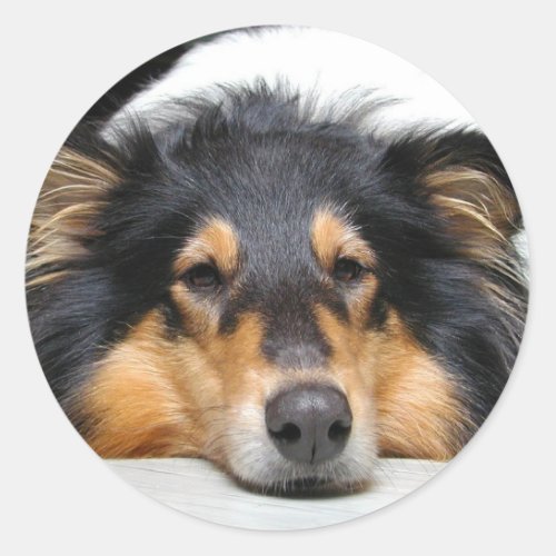 Beautiful tri color Collie dog sticker gift idea Classic Round Sticker