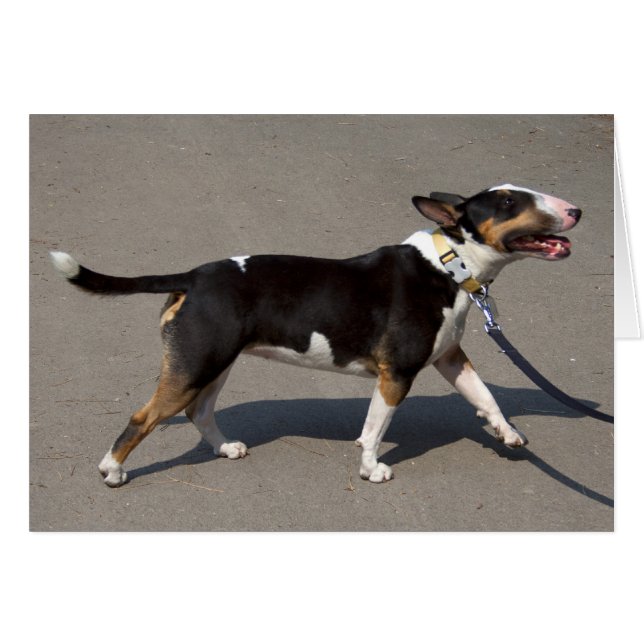 Beautiful Tricolored Bullterrier (Front Horizontal)