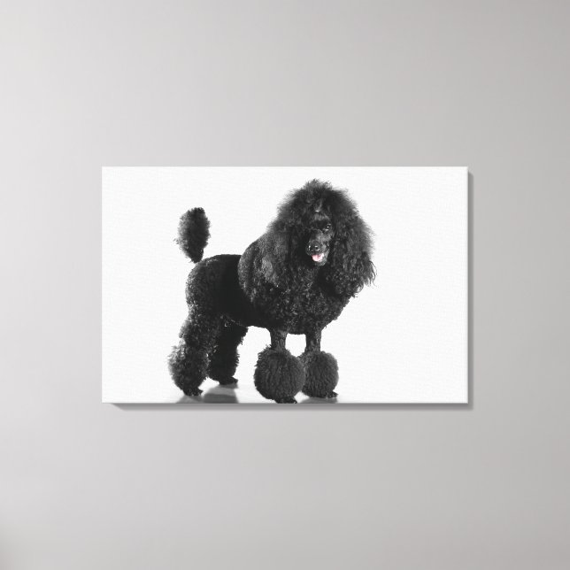 Beautiful, trimmed, black, complete poodle body canvas print (Front)