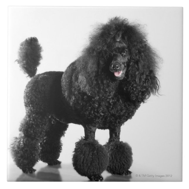 Beautiful, trimmed, black, complete poodle body ceramic tile (Front)