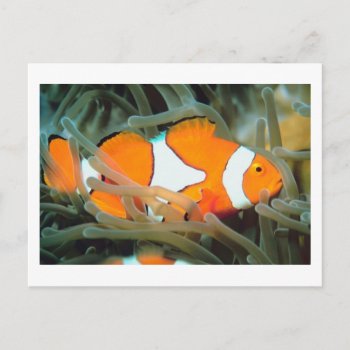 Beautiful Tropic Fish Postcard by forbes1954 at Zazzle