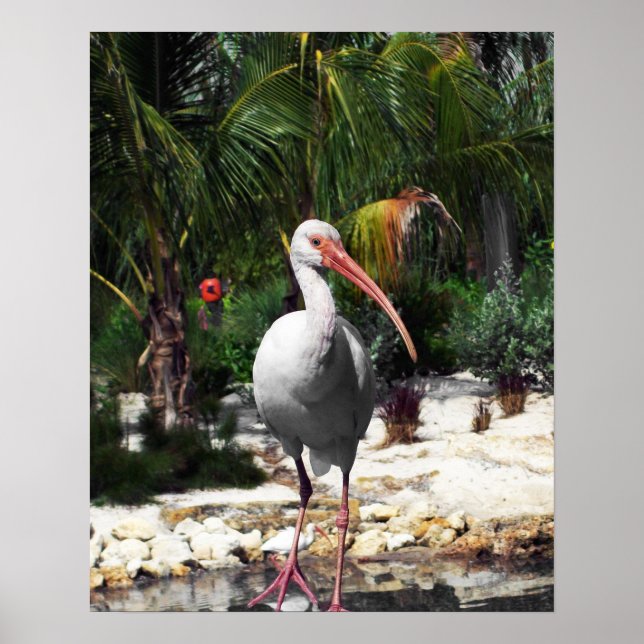 Beautiful  Tropical Bird Photograph Poster (Front)