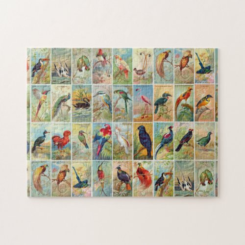 Beautiful Tropical Birds 19th_century Illustration Jigsaw Puzzle