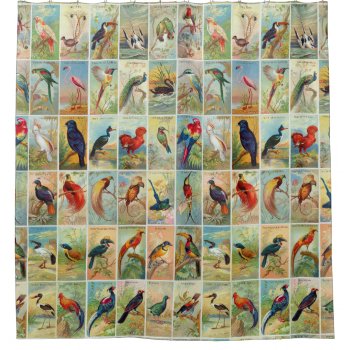 Beautiful Tropical Birds 19th-century Illustration Shower Curtain by judgeart at Zazzle