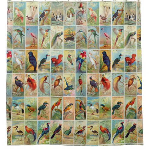 Beautiful Tropical Birds 19th_century Illustration Shower Curtain