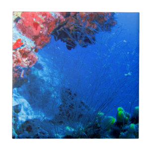 Beautiful Tropical Colorful Coral Sea Reefs Ceramic Tile