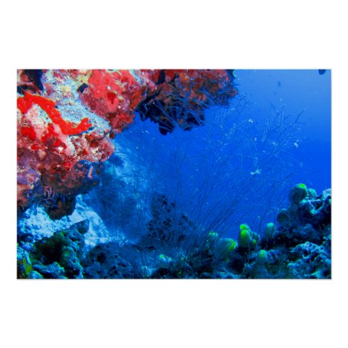 Beautiful Tropical Colorful Coral Sea Reefs Poster