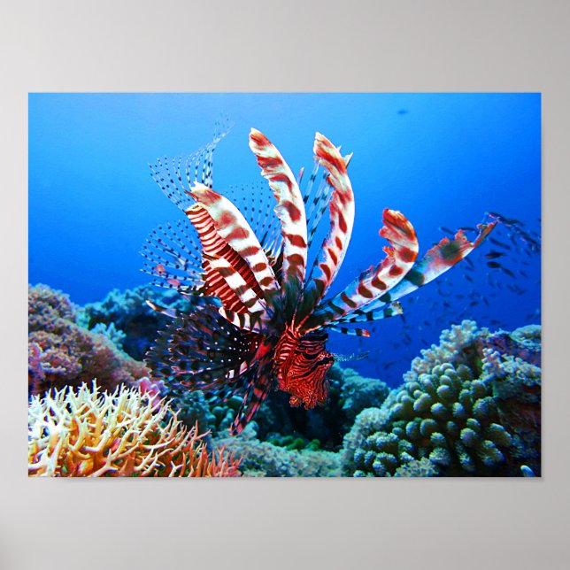 Beautiful Tropical Lionfish Poster (Front)