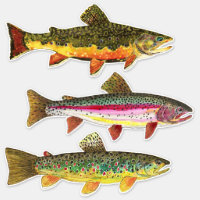 Beautiful Trout - Brook, Brown, Rainbow Fishing Sticker