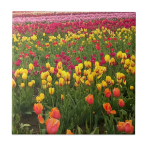 Beautiful Tulip Field, Oregon Ceramic Tile