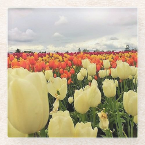 Beautiful Tulip Field Oregon Glass Coaster