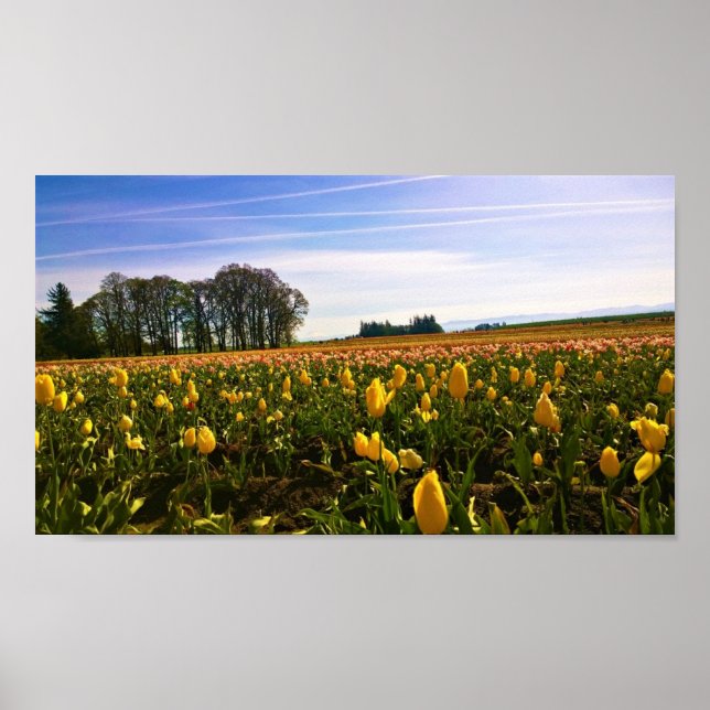 Beautiful Tulip Field, Oregon Poster (Front)