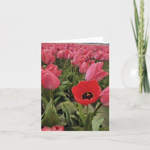 Beautiful Tulip Field Thank You Card