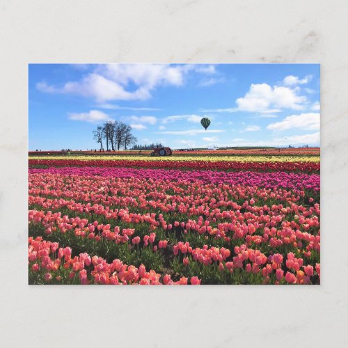 Beautiful Tulip Field with Hot Air Balloon Oregon Postcard