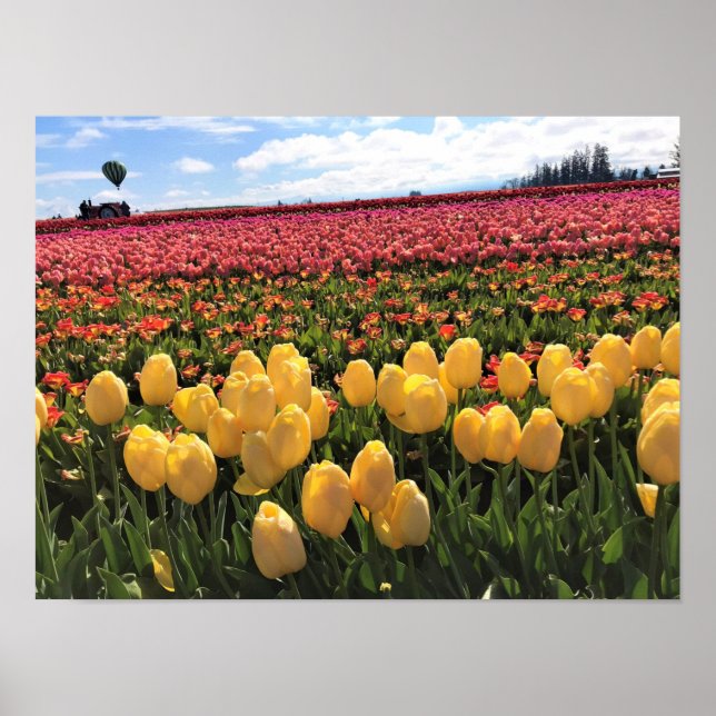 Beautiful Tulip Field with Hot Air Balloon, Oregon Poster (Front)