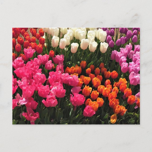 Beautiful Tulip Garden Bed, Oregon Postcard (Front)