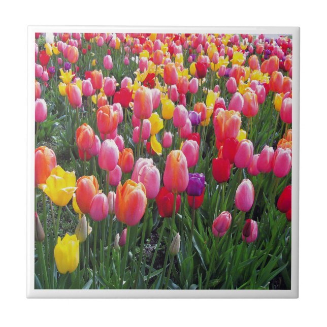 Beautiful tulip photo design photo. ceramic tile (Front)