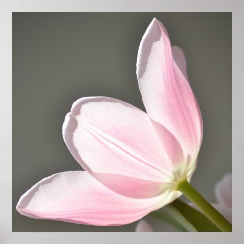 Beautiful Tulip Poster