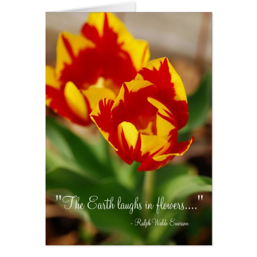 Beautiful Tulips Cards (Front)