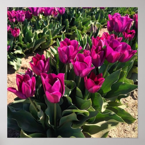 Beautiful Tulips Poster
