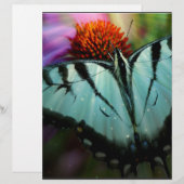 Beautiful Turquoise Swallowtail Butterfly (Front/Back)