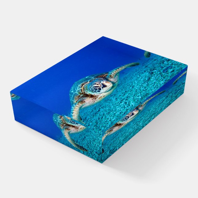 Beautiful Turtle Paperweight (Angled)