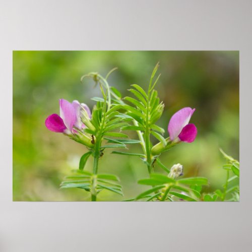 Beautiful Twin Everlasting Pea Poster