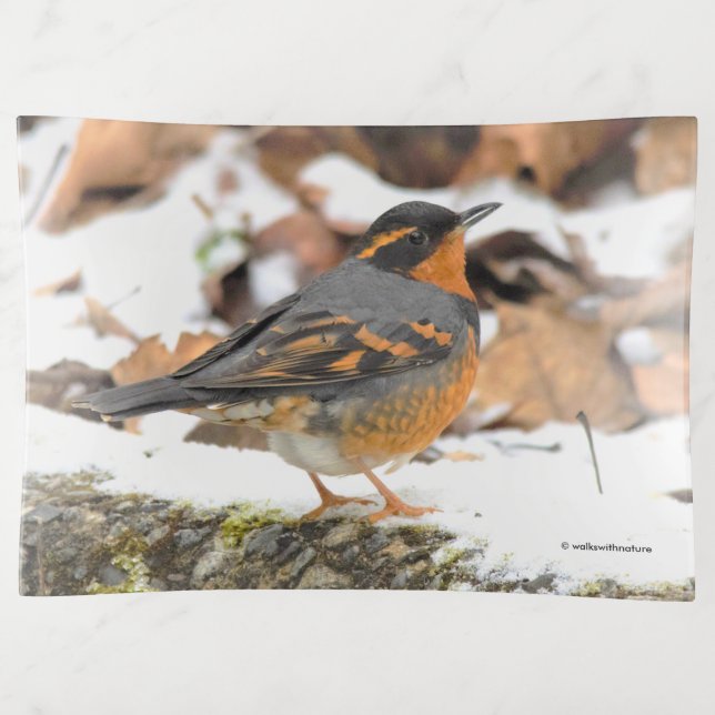 Beautiful Varied Thrush on the Snowy Ground Trinket Tray (Front)