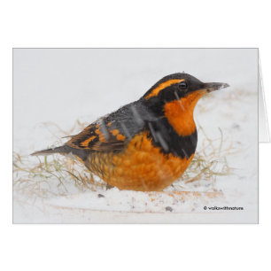 Beautiful Varied Thrush Songbird in the Snow Cards