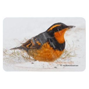 Beautiful Varied Thrush Songbird in the Snow Magnet