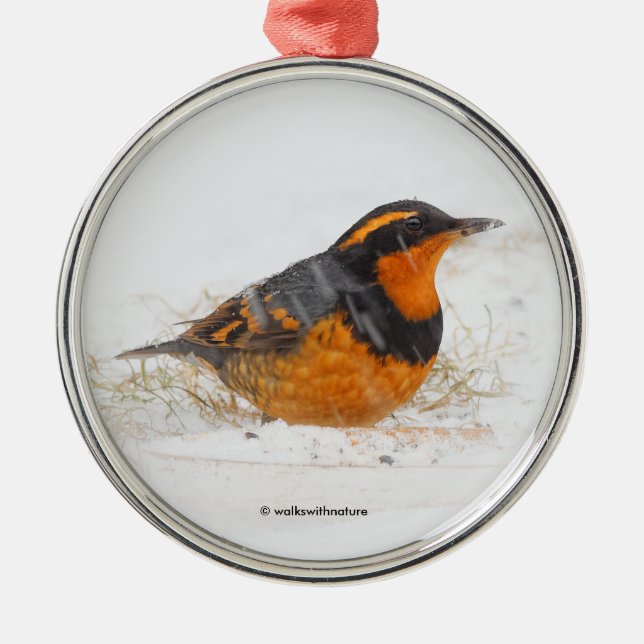 Beautiful Varied Thrush Songbird in the Snow Metal Ornament (Front)