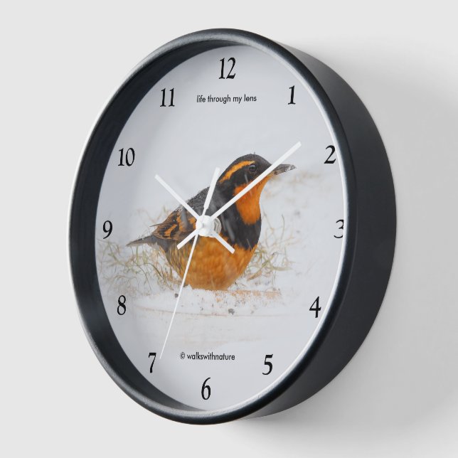 Beautiful Varied Thrush Songbird in the Snow Wall Clock (Angle)