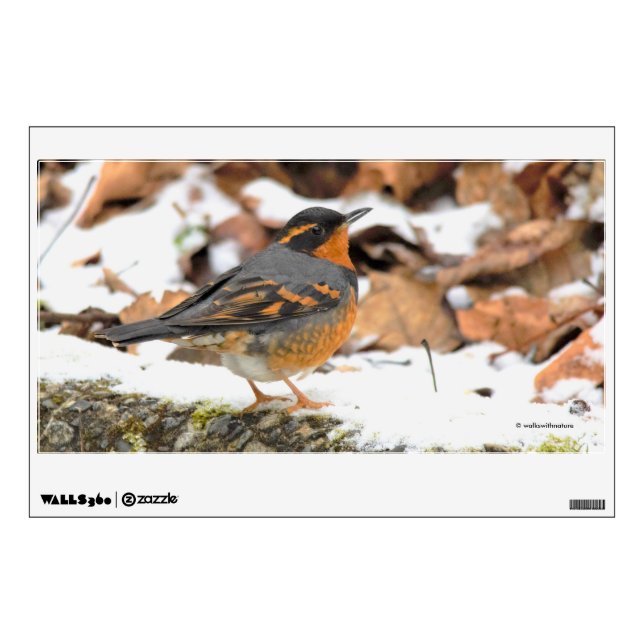 Beautiful Varied Thrush Songbird in the Snow Wall Decal (Front)