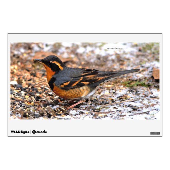 Beautiful Varied Thrush Songbird in the Snow Wall Decal (Front)