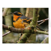 Beautiful Varied Thrush Songbird in the Tree (Front Horizontal)