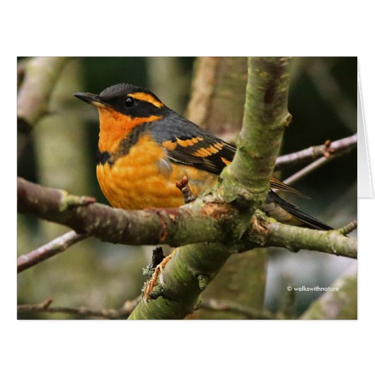 Beautiful Varied Thrush Songbird in the Tree (Front Horizontal)