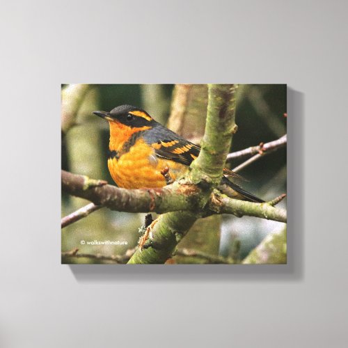 Beautiful Varied Thrush Songbird in the Tree Canvas Print