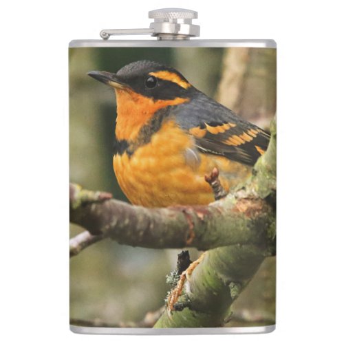 Beautiful Varied Thrush Songbird in the Tree Flask