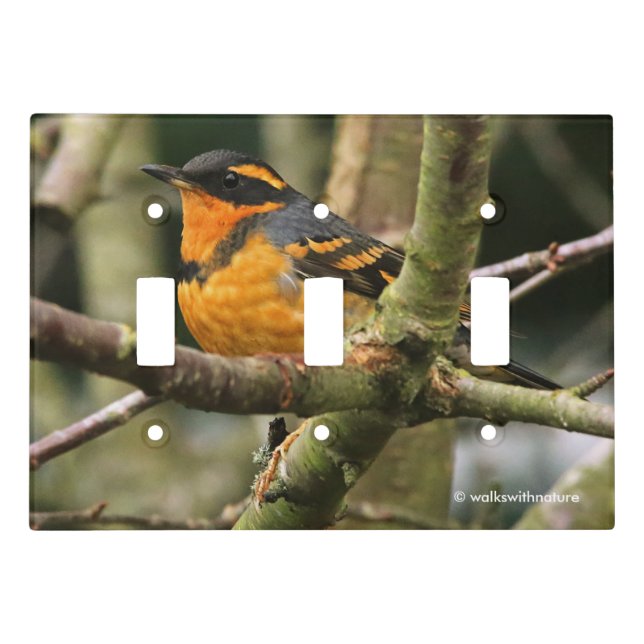 Beautiful Varied Thrush Songbird in the Tree Light Switch Cover (Front)
