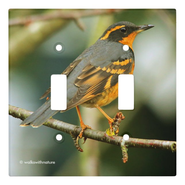 Beautiful Varied Thrush Songbird in the Tree Light Switch Cover (Front)